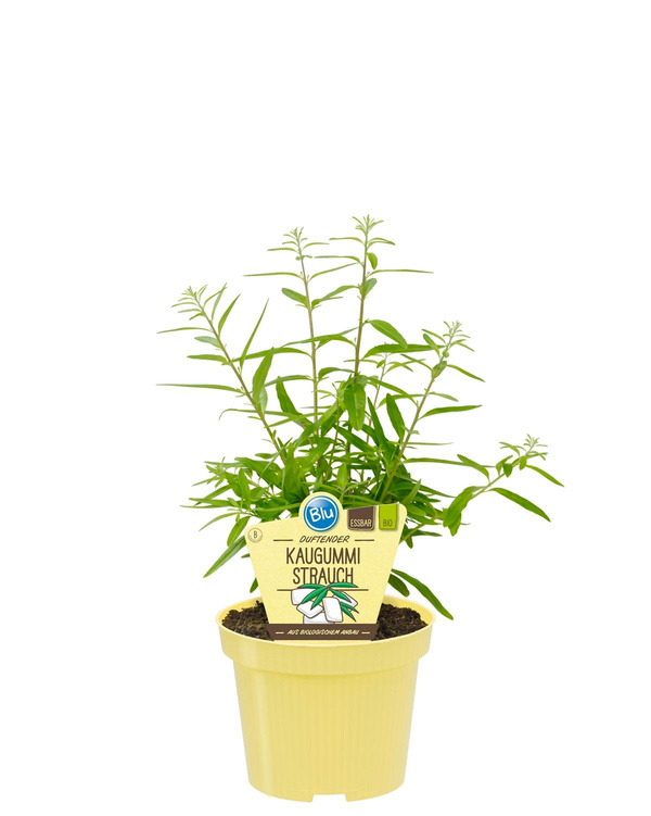 Produktfoto zu Kaugummistrauch im Topf BLU Blumen