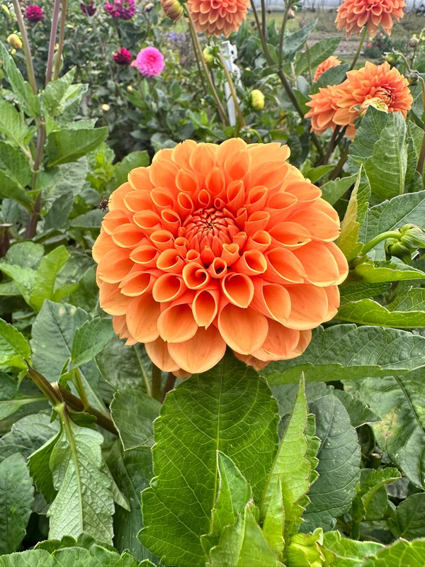 Produktfoto zu Pflanzknolle Dahlie zart orange Nr. 43