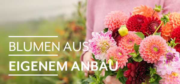 KI generiert: Das Bild zeigt reife Orangen, die an einem Baum hängen. Auf der linken Seite steht der Text "Orangen Kampagne".