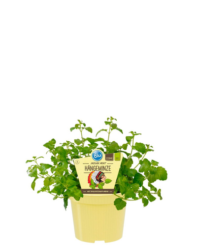 Produktfoto zu Hängeminze Indian Mint im Topf BLU Blumen