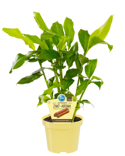 Produktfoto zu Zimt Aroma im Topf BLU Blumen