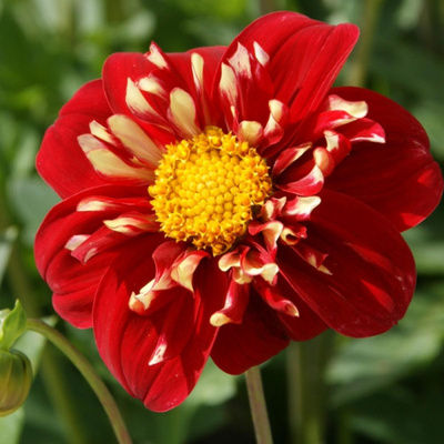 Produktfoto zu Pflanzknolle Dahlie Festivo Nr. 22