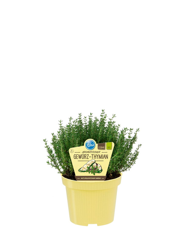 Produktfoto zu Thymian im Topf BLU Blumen