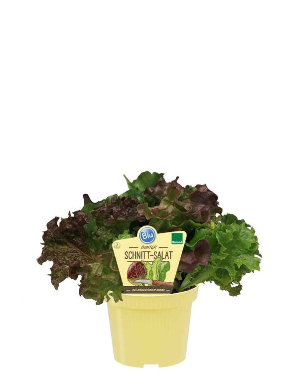 Produktfoto zu Schnitt Salat im Topf BLU Blumen