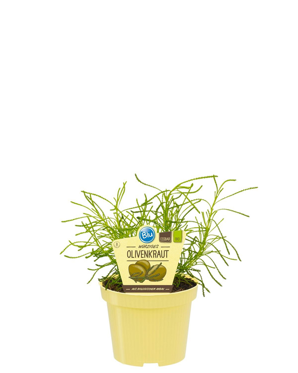Produktfoto zu Olivenkraut im Topf BLU Blumen