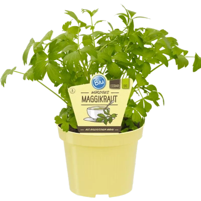 Produktfoto zu Liebstöckel _ Maggikraut im Topf BLU Blumen