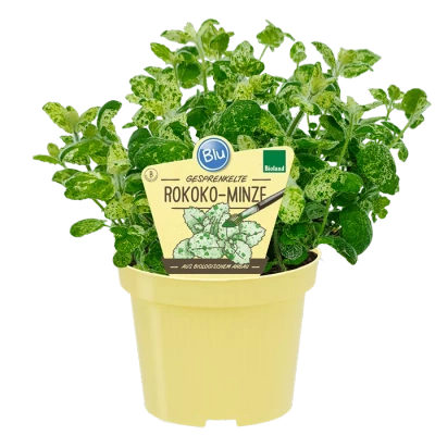 Produktfoto zu Rokoko Minze im Topf BLU Blumen