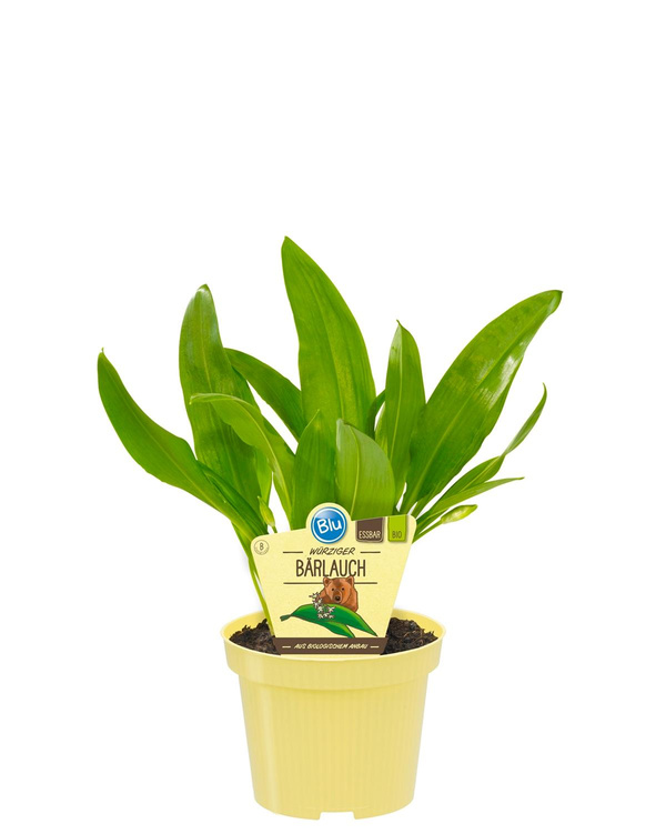 Produktfoto zu Bärlauch im Topf BLU Blumen
