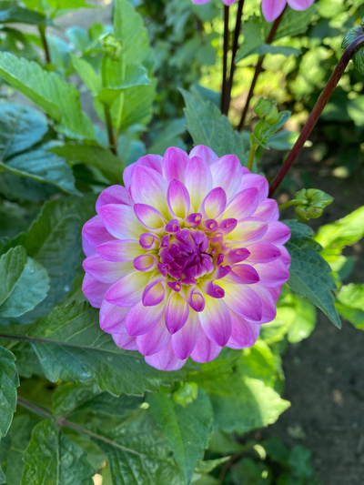 Produktfoto zu Pflanzknolle Dahlie lila-weiß mit gelber Mitte Nr. 18