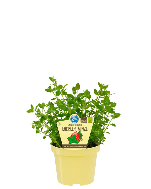 Produktfoto zu Erdbeerminze im Topf BLU Blumen