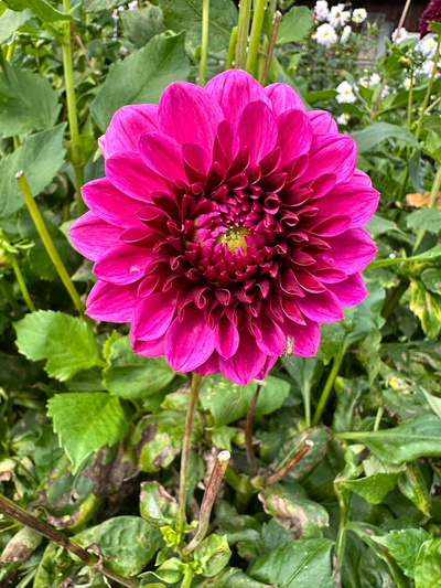 Produktfoto zu Pflanzknolle Dahlie lila Nr. 36