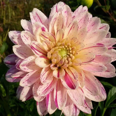 Produktfoto zu Pflanzknolle Dahlie pink-gestreift halbgefüllt Nr. 2