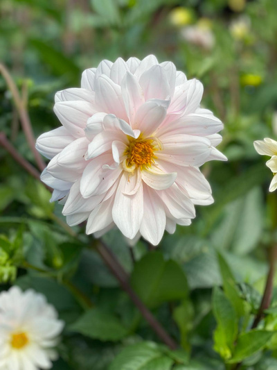 Produktfoto zu Pflanzknolle Dahlie creme Nr. 11 100cm