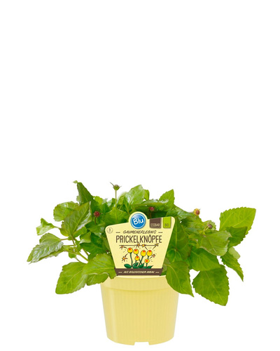 Produktfoto zu Prickelknöpfe im Topf BLU