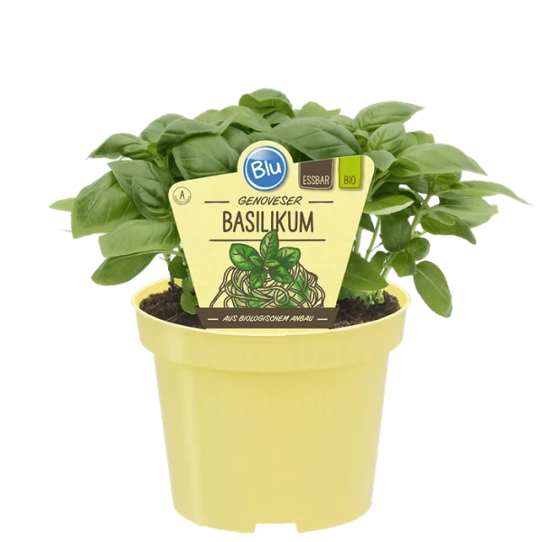 Produktfoto zu Basilikum Genovese im Topf BLU Blumen
