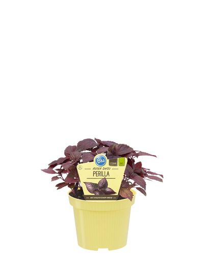 Produktfoto zu Perilla Shiso rot im Topf BLU Blumen