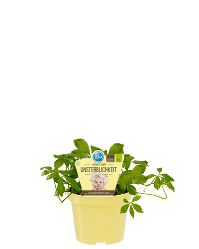 Produktfoto zu Kraut der Unsterblichkeit im Topf BLU Blumen