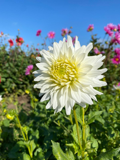 Produktfoto zu Pflanzknolle Dahlie weiß Nr. 7
