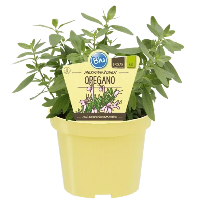 Produktfoto zu Mexikanischer Oregano im Topf BLU Blumen