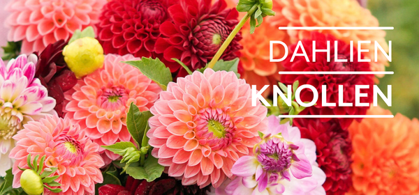 KI generiert: Das Bild zeigt reife Orangen, die an einem Baum hängen. Auf der linken Seite steht der Text "Orangen Kampagne".