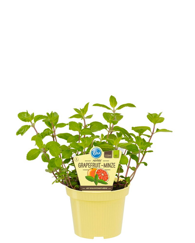 Produktfoto zu Grapefruitminze im Topf BLU Blumen
