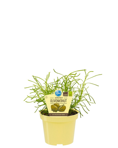 Produktfoto zu Olivenkraut im Topf BLU Blumen