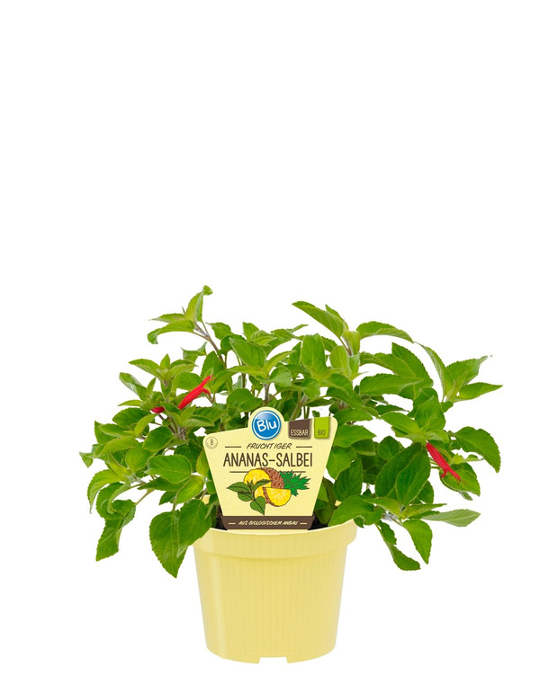 Produktfoto zu Ananassalbei im Topf BLU Blumen