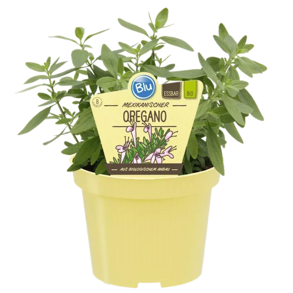 Produktfoto zu Mexikanischer Oregano im Topf BLU Blumen