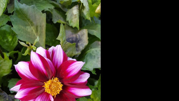 Produktfoto zu Pflanzknolle Dahlie lila-weiß Nr. 2