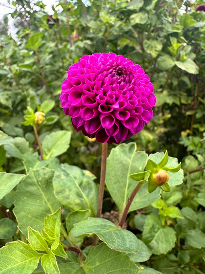 Produktfoto zu Pflanzknolle Pompondahlie Rocco Nr. 41