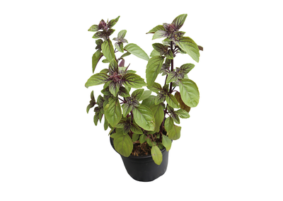 Produktfoto zu Strauchbasilikum im Topf Kiebitzhof