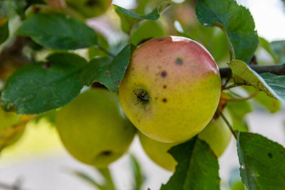 Produktfoto zu Apfelmix eigener Anbau