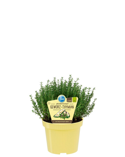 Produktfoto zu Thymian im Topf BLU Blumen