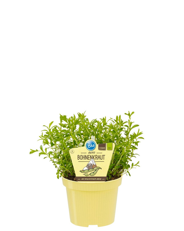 Produktfoto zu Berg Bohnenkraut im Topf BLU Blumen