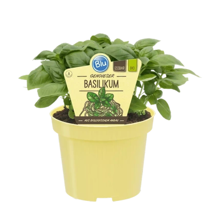 Produktfoto zu Basilikum Genovese im Topf BLU Blumen