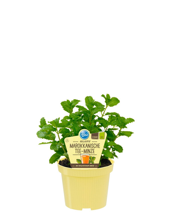 Produktfoto zu Marokkanische Minze im Topf BLU Blumen