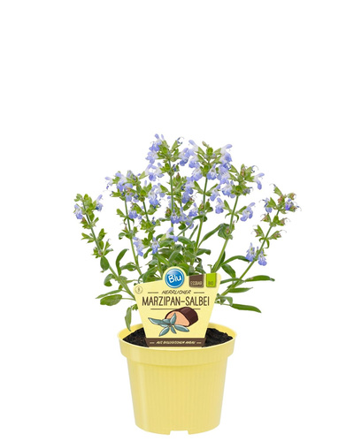 Produktfoto zu Marzipan Salbei im Topf BLU Blumen