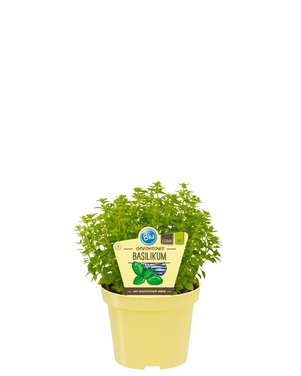 Produktfoto zu Griechischer Basilikum im Topf BLU Blumen