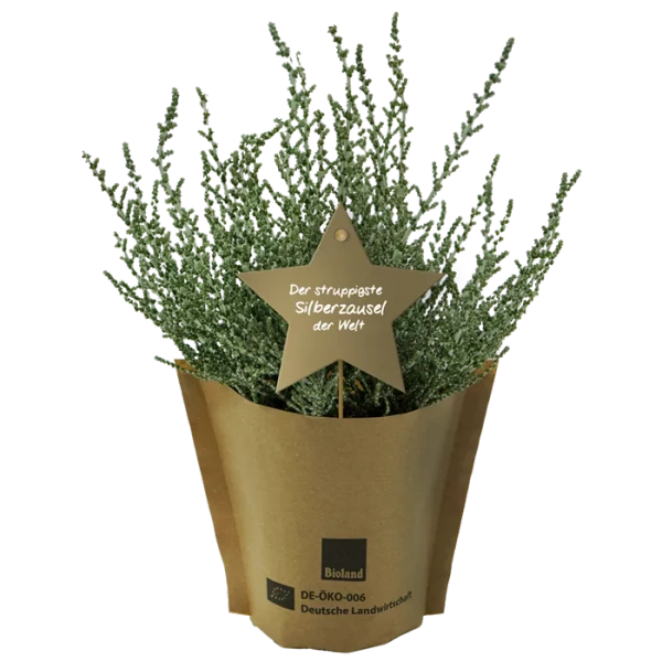Produktfoto zu Tisch-Weihnachtsbäumchen "Silberzausel" Gärtnerei Blu
