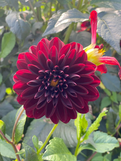 Produktfoto zu Pflanzknolle Dahlie dunkelrot halbgefüllt Nr. 3  100cm