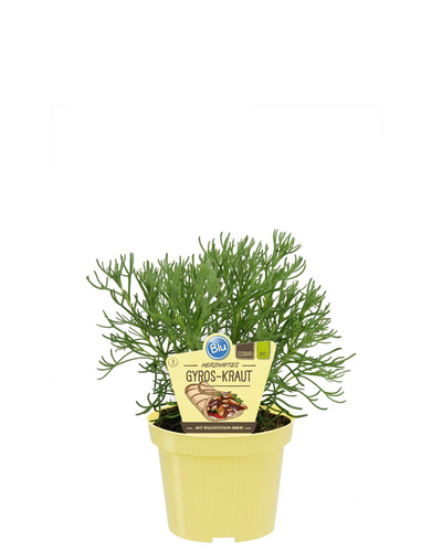 Produktfoto zu Gyros Kraut im Topf BLU Blumen