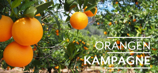 KI generiert: Das Bild zeigt reife Orangen, die an einem Baum hängen. Auf der linken Seite steht der Text "Orangen Kampagne".