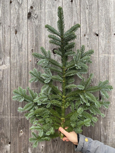 Produktfoto zu Nobiliszweig unbehandelt (nicht biozertifiziert)