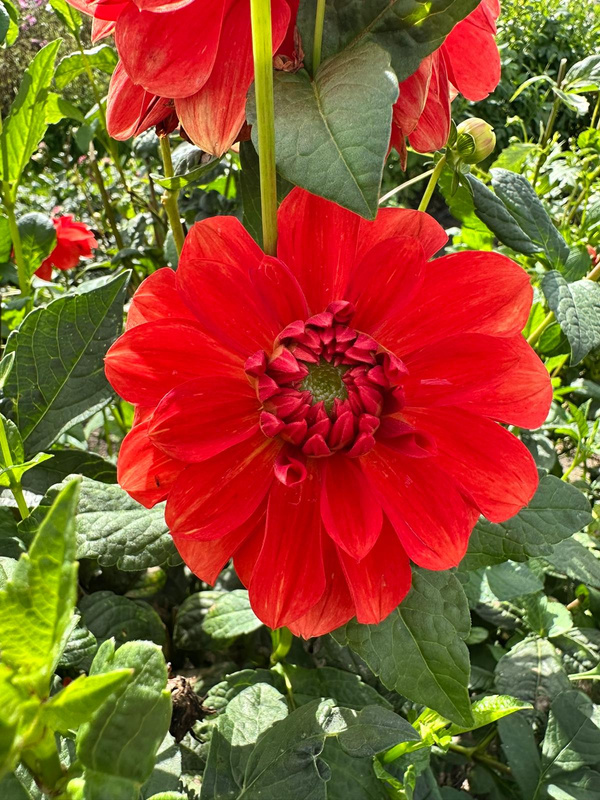 Produktfoto zu Pflanzknolle Dahlie rot Nr. 39