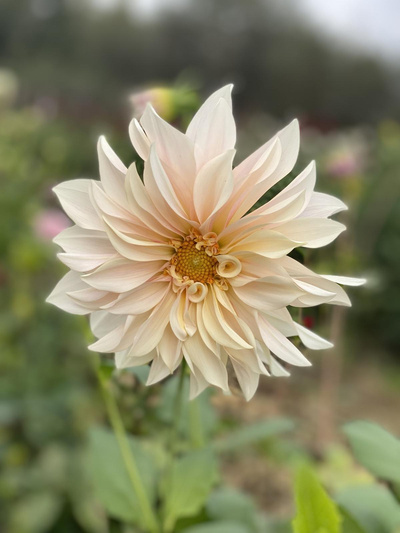 Produktfoto zu Pflanzknolle Dahlie Café au lait Nr. 40