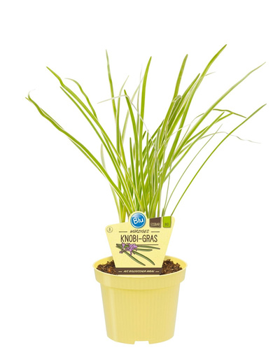 Produktfoto zu Knobi-Gras im Topf BLU Blumen