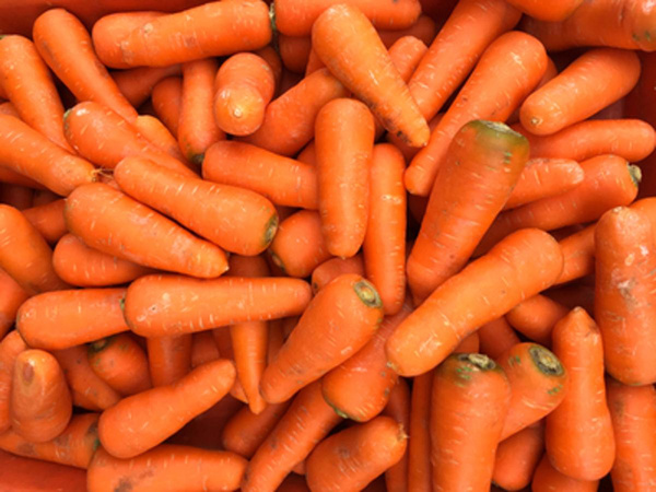 Produktfoto zu Futtermöhren 5kg