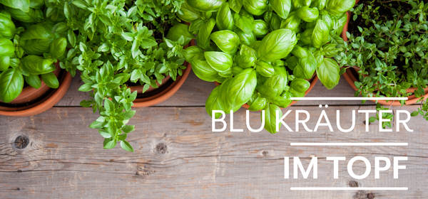 KI generiert: Das Bild zeigt reife Orangen, die an einem Baum hängen. Auf der linken Seite steht der Text "Orangen Kampagne".