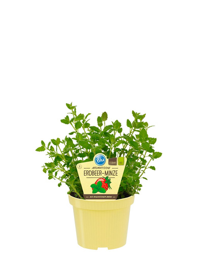 Produktfoto zu Erdbeerminze im Topf BLU Blumen