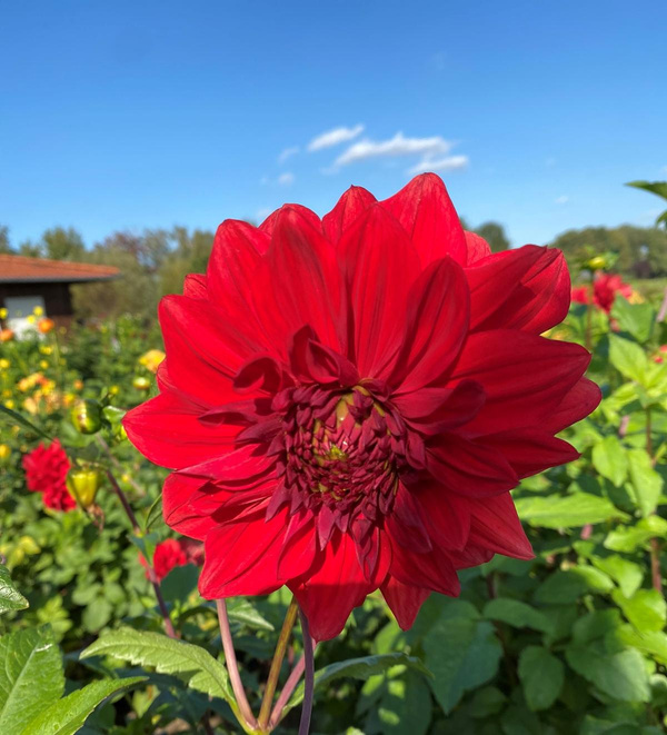 Produktfoto zu Pflanzknolle Dahlie rot Nr. 14